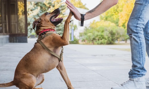 a dog and a human high fiving